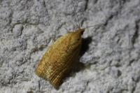 Clepsis consimilana