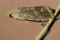 Cydia splendana