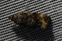 Endothenia