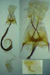 Coleophora chamaedriella