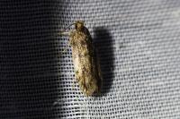 Hofmannophila pseudospretella