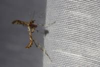 Amblyptilia acanthadactyla