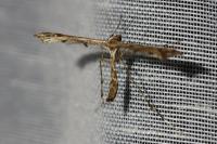 Amblyptilia acanthadactyla