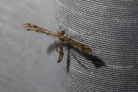 Amblyptilia acanthadactyla