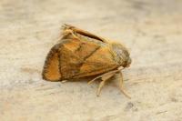 Apoda limacodes
