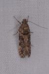 Teleiopsis diffinis