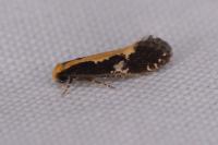 Monopis obviella