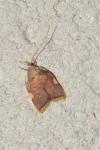 Carcina quercana