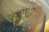 Cydia splendana