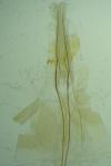 Nemapogon agenjoi