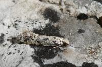 Nemapogon agenjoi