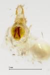 Neocochylis hybridella