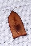 Cacoecimorpha pronubana