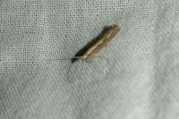 Plutella xylostella