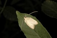 Carcina quercana