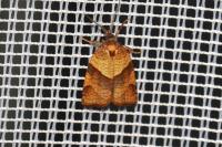 Philedone gerningana