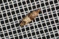 Spilonota ocellana