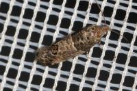 Spilonota ocellana