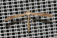 Stenoptilia