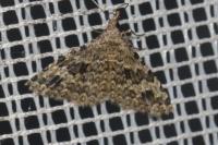 Alucita hexadactyla