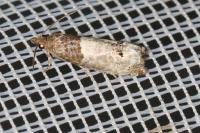 Notocelia roborana