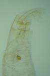 Batia lunaris