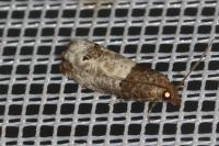 Notocelia roborana