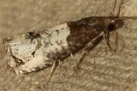 Notocelia roborana