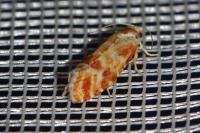 Rhyacionia pinicolana