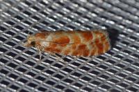 Rhyacionia pinicolana