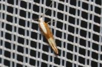 Argyresthia albistria