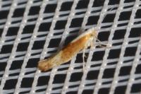 Argyresthia albistria