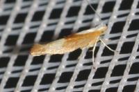 Argyresthia albistria