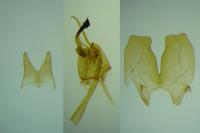 Scythris dissimilella