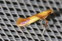 Caloptilia robustella