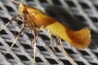 Caloptilia robustella