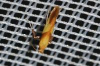 Caloptilia robustella