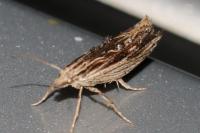 Ypsolopha scabrella