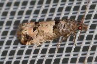 Notocelia incarnatana