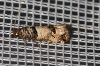 Notocelia incarnatana