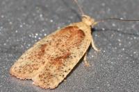 Agonopterix nervosa