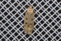 Gelechia rhombella