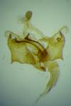Coleophora nubivagella