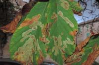 Cameraria ohridella