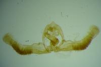 Zeiraphera isertana