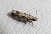 Zeiraphera isertana