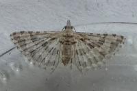 Alucita grammodactyla/palodactyla