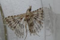 Alucita grammodactyla/palodactyla