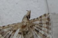 Alucita grammodactyla/palodactyla