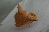 Hoyosia codeti